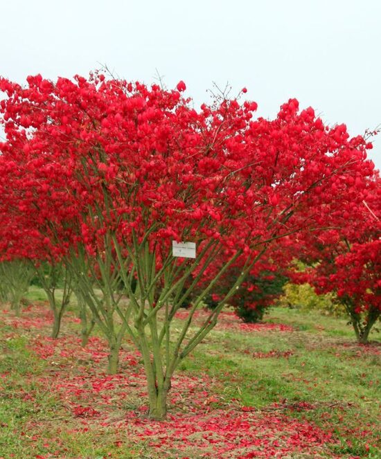 Spārnotais segliņš Euonymus alatus 'Compactus'